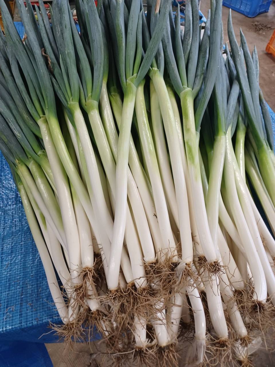 【群馬】こだわりの長ネギ〜一度食べたら忘れられない味〜 | ブログ | 群馬の野菜ならGGファーム株式会社