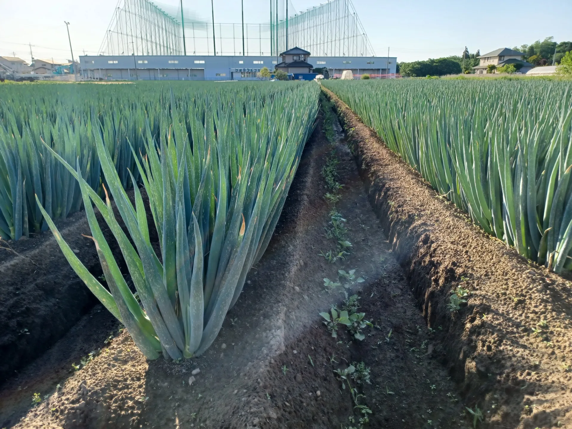 ネギやその他野菜の通販サイト・お届けエリアについて